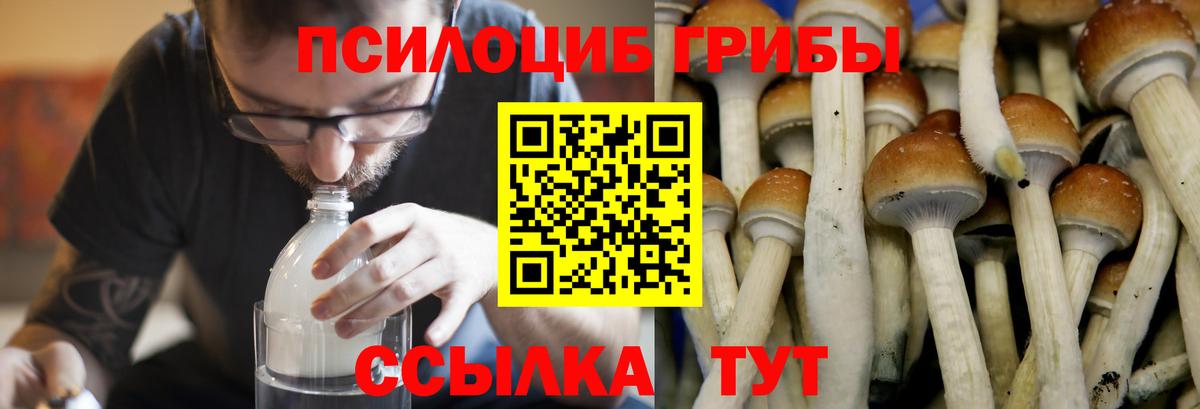 Галлюциногенные грибы Cubensis Ногинск